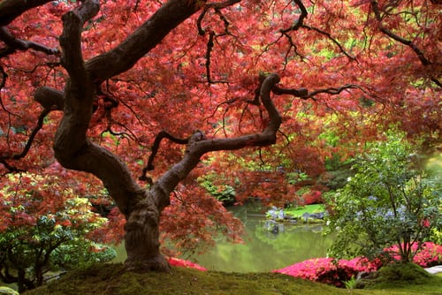 japanese maple leaf tree. leaf shapes and colours.