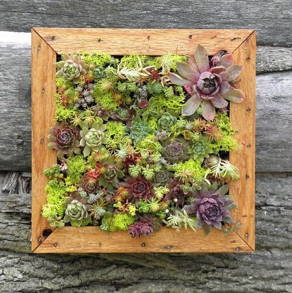 Painting with Succulents: Plant a Shadowbox Planter for a Living ...