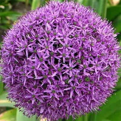 Allium 'Gladiator' has large, fragrant lavender-purple spheres the size of soft balls on 3-4 foot stems.