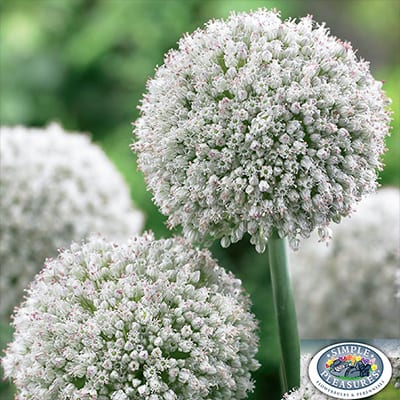 Allium 'Ping Pong' has unusual, fuzzy looking spheres of white flowers opening from buds tinged pink.