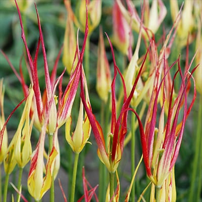 Tulipa acuminata has narrow, wild, twisting yellow petals tipped with scarlet as if in flame.