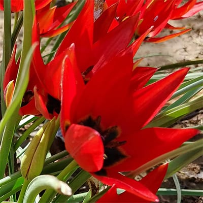 Tulipa 'Lizzy' is a striking cultivar with long, pointed, bright red petals flaring from black bases.