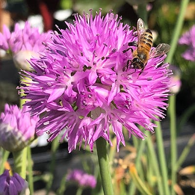 Allium 'Rosy Dream' produces distinctive, fuzzy, lavender pink spherical flower heads on stems about 12-18 inches high.
