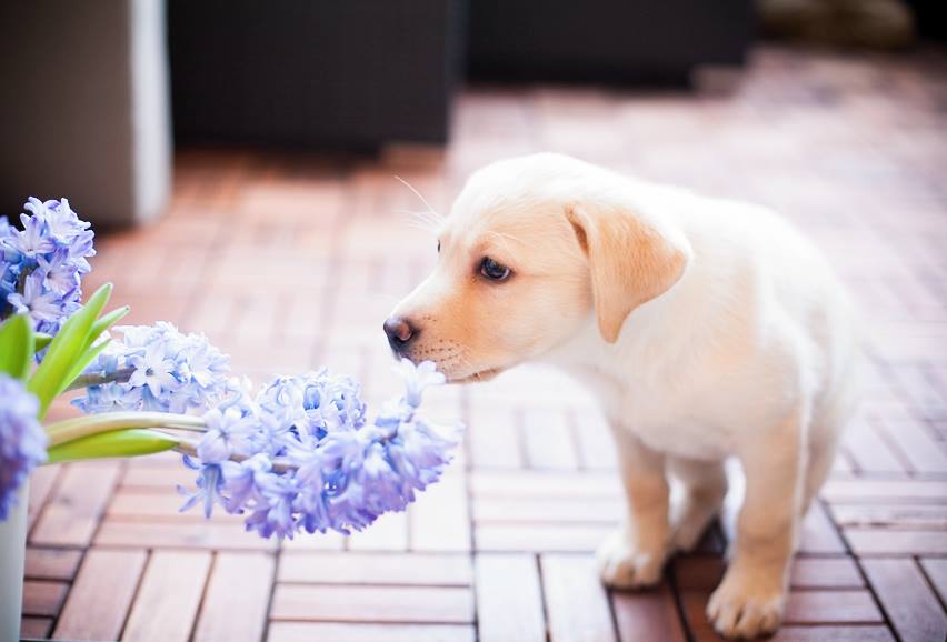 Puppy smelling a potted flower