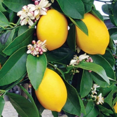 Close-up of lemons on lemon tree