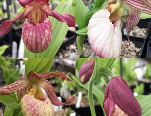 How to Grow Hardy Cypripedium Lady’s Slipper Orchids