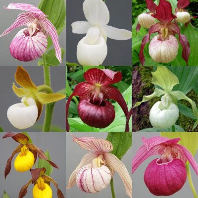 collage of orchids