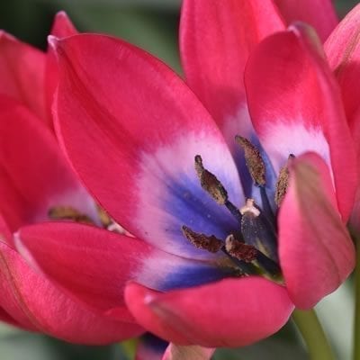 Tulipa 'Little Beauty' has deep pink petals with an interior of black, royal blue, and white