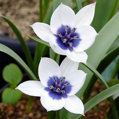 Tulipa humilis 'Alba Coerulea Oculata' is a rare and beautiful selection with pure white flowers with stelly navy blue centres.