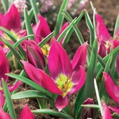 Tulipa pulchella 'Eastern Star' has magenta flowers with a bright yellow base in the centre of the flower.