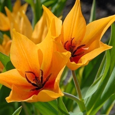 'Shogun' has light orange flowers with a red flush at the centre and occasionally red stripes. It is multiflowering with multiple flowers per bulb.