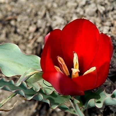 Tulipa wilsoniana has relatively large cup shaped red flowers sitting atop rippled, bluish foliage.
