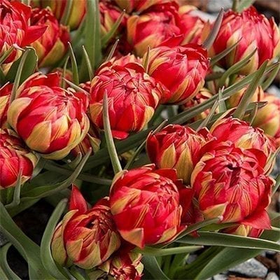 Tulipa humilis 'Samantha' is a stunning botanical tulip with double flowers of rosy red. It is multi-flowering with up to six flowers per bulb!