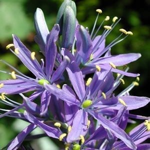 Camassia quamash is a gorgeous true blue BC native with starry, lily-like flowers on slender stems in spring from a tuft of grass like foliage.