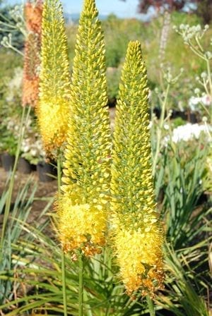 Eremurus stenophyllus is a foxtail lily with tall spires of bright yellow flowers.