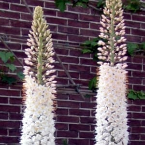 Eremurus robustus is a foxtail lily with huge spires of pale pink buds opening to white flowers.