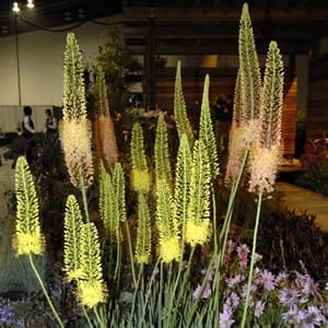 Eremurus 'Cleopatra' is a foxtail lily with dramatic spires of peach flowers.
