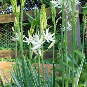 Camassia leichtlinii 'Sacajawea' has elegant spires covered with masses of star-shaped white flowers atop variegated foliage.