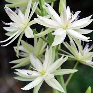 Camassia leichtlinii 'Semiplena' is a gorgeous double-flowered form of great camas with white flowers.