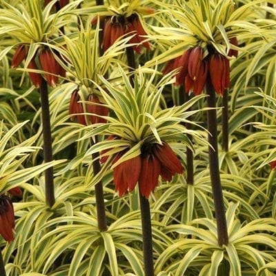 Fritillaria imperialis'Argenteovariegata' is a bold variegated cultivar with green and creamy yellow leaves and bracts, dark stems, and deep orange-red flowers.
