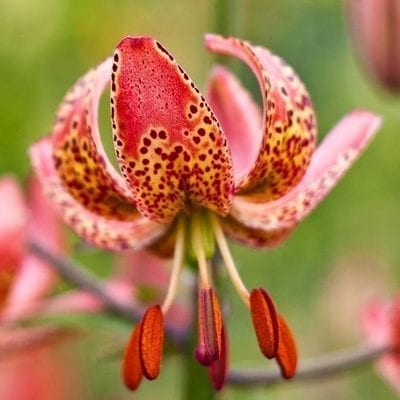Lilium martagon 'Manitoba Morning' has rich pink flowers with yellow and burgundy spots.