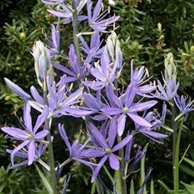 Camassia quamash 'Orion' is a gorgeous selection of our true blue BC native with starry flowers on tall spires.