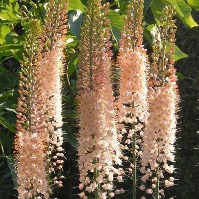 Eremurus 'Romance' has tall, stately spires of salmon pink flowers above strap like green foliage. Dramatic and unusual.