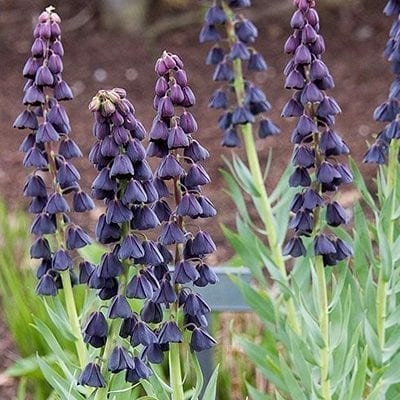 The dark, elegant, architectural racemes of Fritillaria persica'Twin Towers Tribute' offer larger flowers than the species and two stems per bulb.