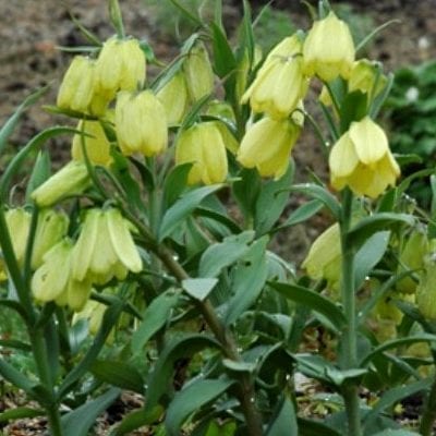 The nodding yellow flowers of Fritillaria pallidifloraare some of the last of the genus to bloom.