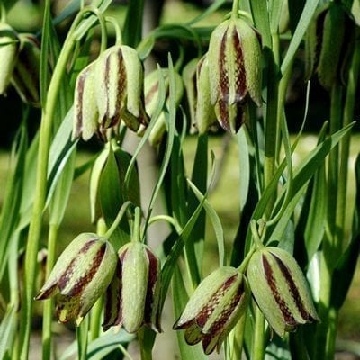 Fritillaria hermonisssp. amana, known as a chequered lily, has unusual and sophisticated yellow green bells etched in red at the edges.