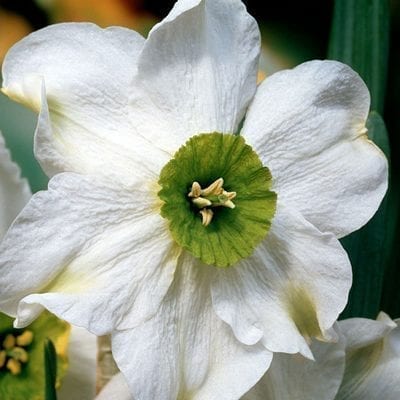Narcissus 'Sinopel' has flat, ivory flowers maturing to creamy yellow and a shallow cup that changes from yellow in cool weather to green as temperatures warm.]