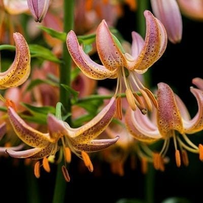 Lilium martagon 'Fairy Morning' has pink buds opening to shades of pink, peach, and tangerine overlain with burgundy spots.