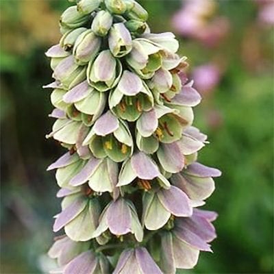 'Bicolor' is a rare form of Fritillaria persicawith tall spires of pendulous bells in shades of dusky purple and pastel green.