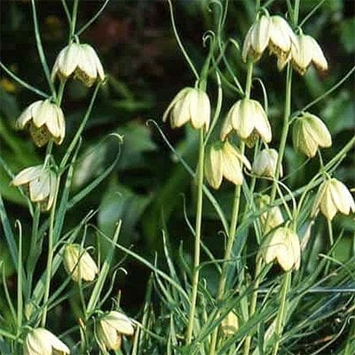 Fritillaria thunbergii is a rare species with linear, bluish green leaves each with a curling tendril and pendulous, pale yellow flowers.