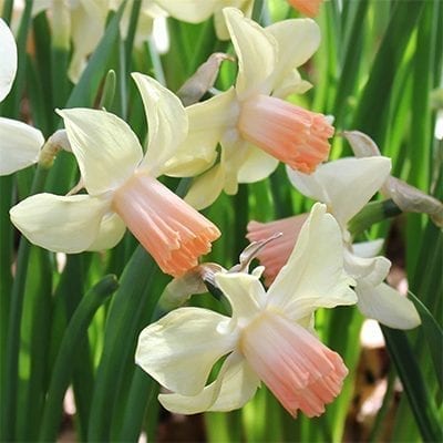 Narcissus cyclamineus 'Prototype' is a small daffodil with a long, peachy pink corona and creamy yellow reflexed petals.