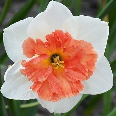 Narcissus 'Precocious' is a big beautiful daffodil with pure white, rounded petals and a large, ruffled, split corona in glowing salmon pink.
