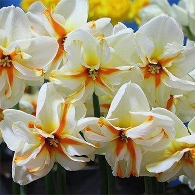 Narcissus 'Trepolo' is a dramatic daffodil with white petals and a split corona showing colours of white, yellow and deep orange like a ruffled star.