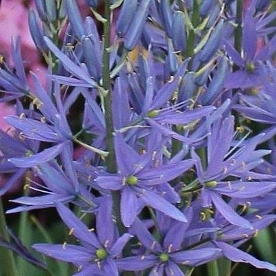Camassia leichtlinii 'Caerulea' has elegant spires covered with masses of star-shaped blue to lavender-blue flowers.
