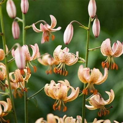 Lilium martagon New Salmon Rose has turks cap-shaped flowers in a demure pale salmon pink with a yellow glow and dark speckling.