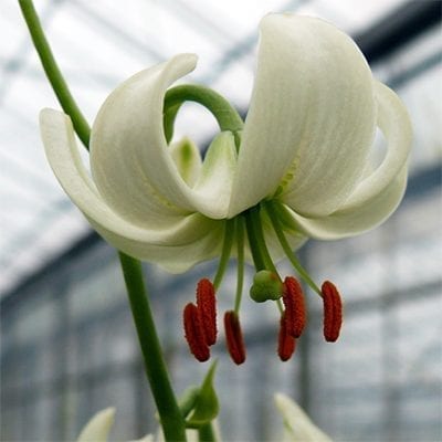Lilium martagon New White has turks cap-shaped flowers that are pure white with a hint of green at the centre.