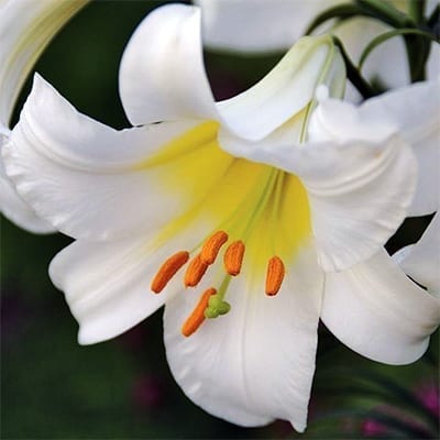 Lilium regale 'Album' is the uncommon pure white form of this species trumpet lily with elegant white flowers with a yellow glow in the throat.