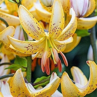 'Guinea White' is a hybrid of the classic woodland Lilium martagon with graceful golden yellow petals with white centres all speckled in deep red.