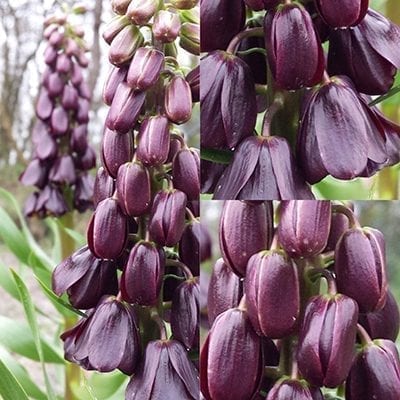 Fritillaria persica'Purple Dynamite' has very shiny, almost metallic, grape purple, bell-shaped flowers on tall spikes becoming purple-black with age.