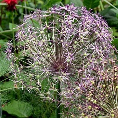 Allium cristophiilooks like a firework of tiny lavender pink flowers exploding in heads up to 15 inches wide!