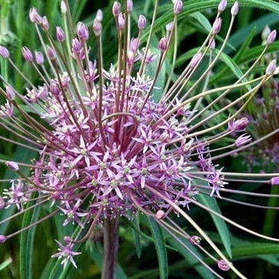 Allium schubertii has rosey purple, star-shaped flowers arranged like an exploding firework that can be as big as a volleyball!