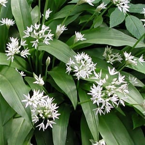 Allium ursinum is a beautiful shade-tolerant ornamental (and edible) onion producing a carpet of lush, broad, mid-green foliage topped with loose umbels of starry white flowers.