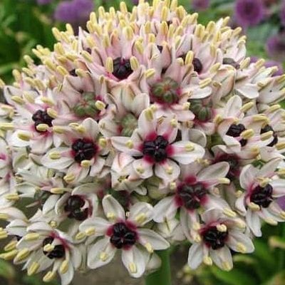 Allium 'Red Eye'/'Silver Spring' has tight heads of fragrant, white, star-like flowers with dark purple ovaries surrounded by a flush of pink.