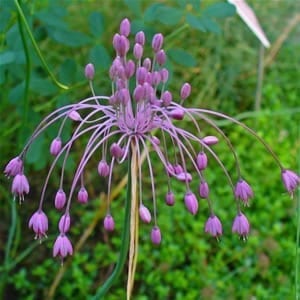 Allium carinatum ssp.pulchellum looks like fireworks of rosy-purple florets in the summer garden.