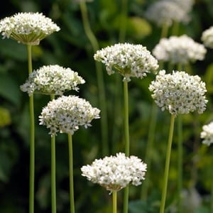Allium nigrum produces cool half spheres of white flowers with greenish-black centres offering a unique look in the garden.