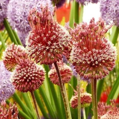 Allium 'Red Mohican' is a special purple-red selection with fragrant drumsticks on tall stems.